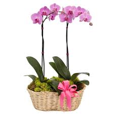 We can help you find the perfect flower arrangement for all your special occasions. Magical Moments Flowers Gifts Local El Paso Tx Flower Shop Fresh Flower Delivery