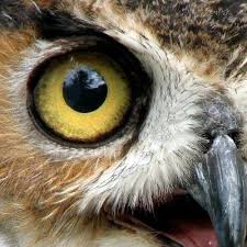 Search for anything from birds and squirrels to natural gardening & pest control. Pacific Nw Birds On Twitter Some Backyard Birds Are About To Be Very Happy Have Your Birds Tried Our Suet Yet Http T Co Jeok6muqbx Http T Co Ljiqpqdibl