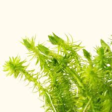 Image result for Mayacaceae