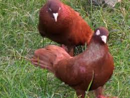 Turkiye De Yetisen Guvercinler Pigeon Guzel Kuslar Kus Kumes