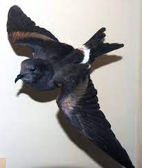 Guadalupe Storm Petrel Wikipedia Endangered Species Project Extinct Animals Guadalupe