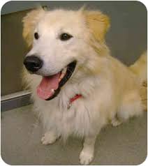 Our beautiful golden retriever tiggy has had a litter of 7 gorgeous puppies. Morrisville Vt Golden Retriever Meet Willie A Pet For Adoption