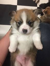 Follow corgi addict at your own risk. Corgi Puppies For Sale Tn Available Puppies