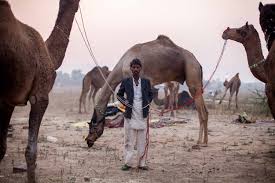 Milking a camel and drinking its milk in a dream also means marriage to a pious and a chaste woman. Inside India S Surreal Pushkar Camel Fair Adventure Com
