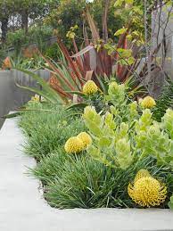 Protea Yellow Pin Cushion And Sesleria Grass Native Garden Mediterranean Landscaping Australian Garden