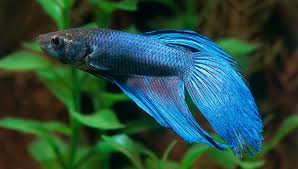 Betta Fish Betta Fish Tanks Food And More Petsmart Natgeo Betta Fish Tank Cool Fish Tanks Betta
