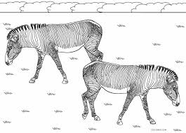 Or else, do online coloring directly from your tab, ipad or on our web feature for this sweet little zebra coloring page. Free Printable Zebra Coloring Pages For Kids