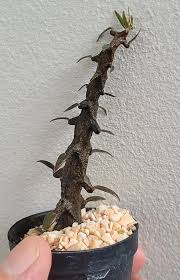 Image result for Ceropegia gracilior