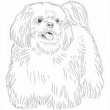 Shih Tzu Dog Breed Information Dog Breeds List The drawing may be purchased as wall art, home decor, apparel, phone cases, greeting cards, and more. shih tzu dog breed information dog