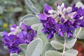 Mountain laurel or mountain laurel may refer to: Sophora Secundiflora Silver Sierra Silver Texas Mountain Laurel Mountain States Wholesale Nursery
