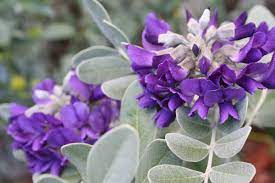 This amazing shrub produces beautiful pale pink and white flowers. Sophora Secundiflora Silver Sierra Silver Texas Mountain Laurel Mountain States Wholesale Nursery