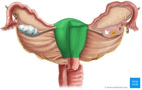 Check spelling or type a new query. Anatomical Changes During Pregnancy Kenhub