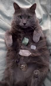 Cute cats and kittens baby cats i love cats adorable kittens fluffy kittens ragdoll kittens bengal cats pretty cats beautiful cats. Pin On Omg