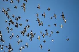 Check spelling or type a new query. Birds Flying In The Sky Free Stock Photos Download 16 688 Free Stock Photos For Commercial Use Format Hd High Resolution Jpg Images