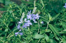 Veronica 'Shirley Blue'|speedwell 'Shirley Blue'/RHS Gardening
