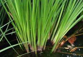 Image result for Cladium mariscus