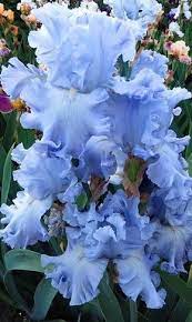 Pin On Iris Garden