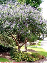 Image result for Vitex thyrsiflora