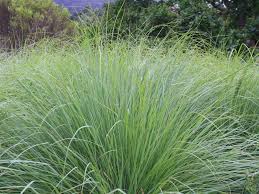 Image result for Hyparrhenia cymbaria