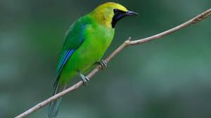 Download Suara Burung Cucak Rante Untuk Masteran Dan Pikat Burung Jalak Hewan