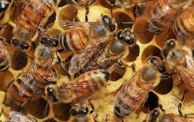 Except for honey bees and bumble bees, females of solitary bees provide in one cell all the food required by their larvae to become an adult. European Honey Bee Apis Mellifera