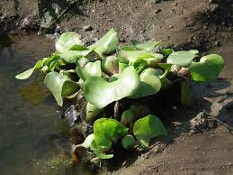 Image result for Pontederiaceae