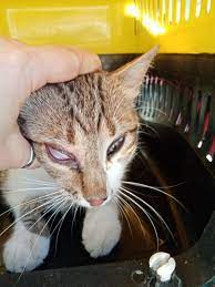 aynenoyleaysecim on twitter kisirlastirma icin kedi ararken bunu buldum gozunu hic acamiyor 3 goz kapagi komple kapali veterinere goturuyorum https t co ugpdj4w4qy