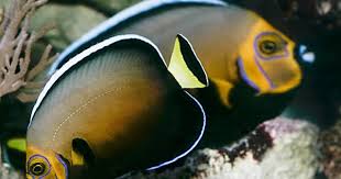 Black And White Heniochus Pin De Michael Beach Em Fish Aquariums Peixes Marinhos Peixes Coloridos Aquario De Agua Salgada