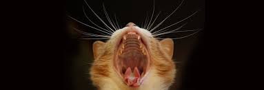 isfm advanced feline dentistry for veterinary nurses