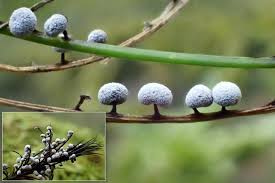 Image result for Melanospermum