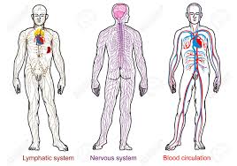 Poster das lymphsystem des menschen gelamineerd. Anatomie Des Menschen Nervos Blut Lymphsystem Lizenzfrei Nutzbare Vektorgrafiken Clip Arts Illustrationen Image 53219909