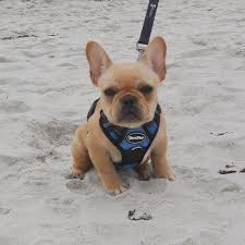 Alfie The French Bulldog Puppy On His First Trip To The Beach He Looks A Little Nervous Bulldog Puppies Bulldog French Bulldog Puppies