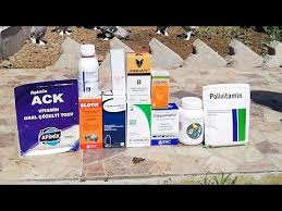 Guvercin Hastalik Ecoli Ve Salmonella Ile Mucadele 5 Li Kur Tedavisi Uygulama Ve Inceleme Youtube
