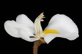 Image result for Ceratotheca integribracteata