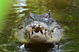 Le plus grand crocodile du monde. Quels Sont Les Reptiles Les Plus Dangereux Du Monde Top 8
