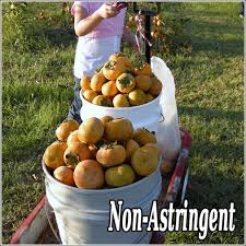 Fuyu persimmons boast an orange pumpkin color on both its skin and flesh. Persimmon Trees For Sale At The Lowest Prices At Ty Ty Nursery