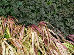 Image result for Hackelochloa