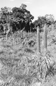 Image result for Aeschynomene pawekiae