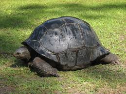 Hewan ini khas mudah sekali untuk dikenali dengan adanya rumah atau batok bony shell yang keras dan kaku. Aldabra Giant Tortoise Kura Kura Aldabra Kura Ganteng