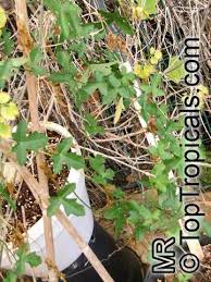 Image result for Kedrostis nana