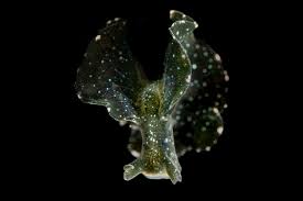 Image result for Isoglossa membranacea