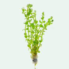 Image result for Rotala mexicana