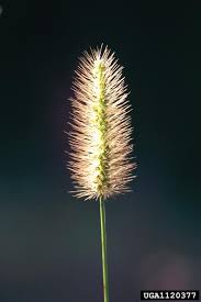 Image result for Setaria parviflora