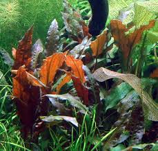 Cryptocoryne wendtii, the wendt's water trumpet, is a species of herb which is a popular aquarium plant which is native to sri lanka. Grosser Brauner Wasserkelch Mioya Cryptocoryne Wendtii Mi Oya Wfw