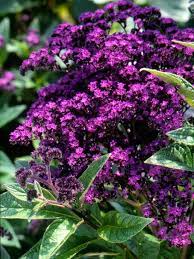 Check spelling or type a new query. Best Purple Flowers For Your Garden Purple Flowers Garden Purple Plants Fragrant Flowers