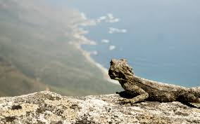 Feel free to exchange stories, photos, tips, or whatever about your bearded dragons. Lizard Bearded Dragon Wallpaper 2560x1600 219376 Wallpaperup
