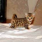 Downtown Kittens Breeder - Munchkin Kittens for Sale