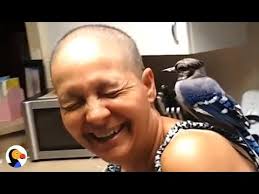 Blue Jay Bird Visits Rescuers Every Single Day The Dodo Blue Jay Bird Jay Bird Blue Jay