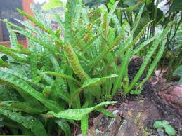 Image result for Lepisorus schraderi