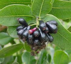 Image result for Syzygium cordatum